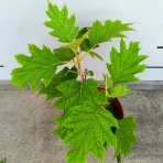 Hortenzia dubolistá (Hydrangea quercifolia) 'ALICE' - výška 20-30 cm, kont. C2L